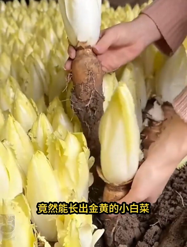 玉兰菜营养价值高,种一次可以吃十几茬!