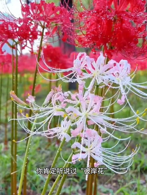 彼岸花种球埋多深图片