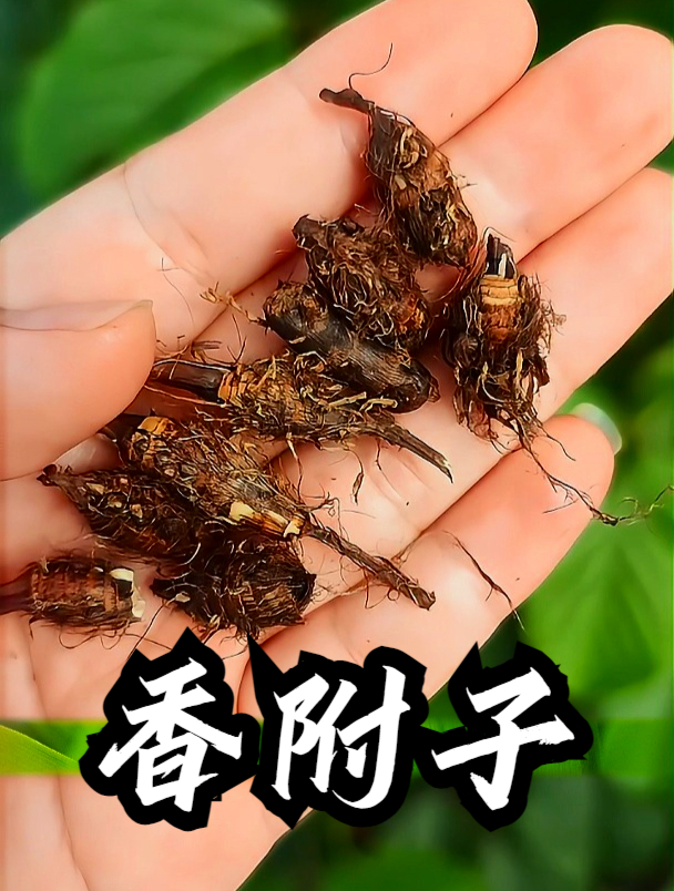 香附子也叫回头青,拿它煮水泡脚,可以缓解身体疲劳