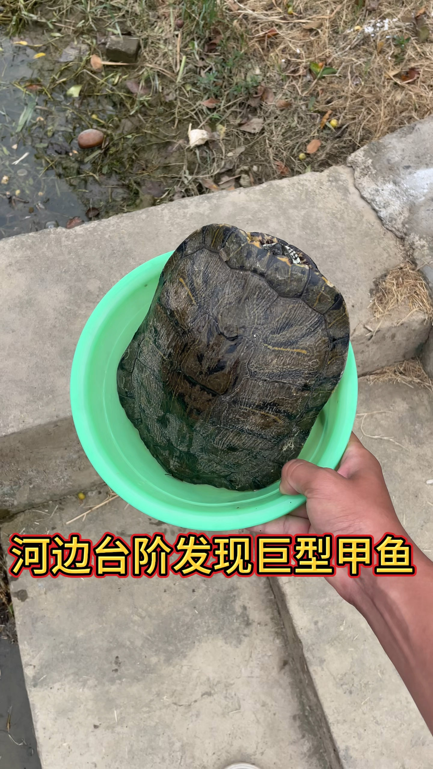 河中巨怪巨型甲鱼图片