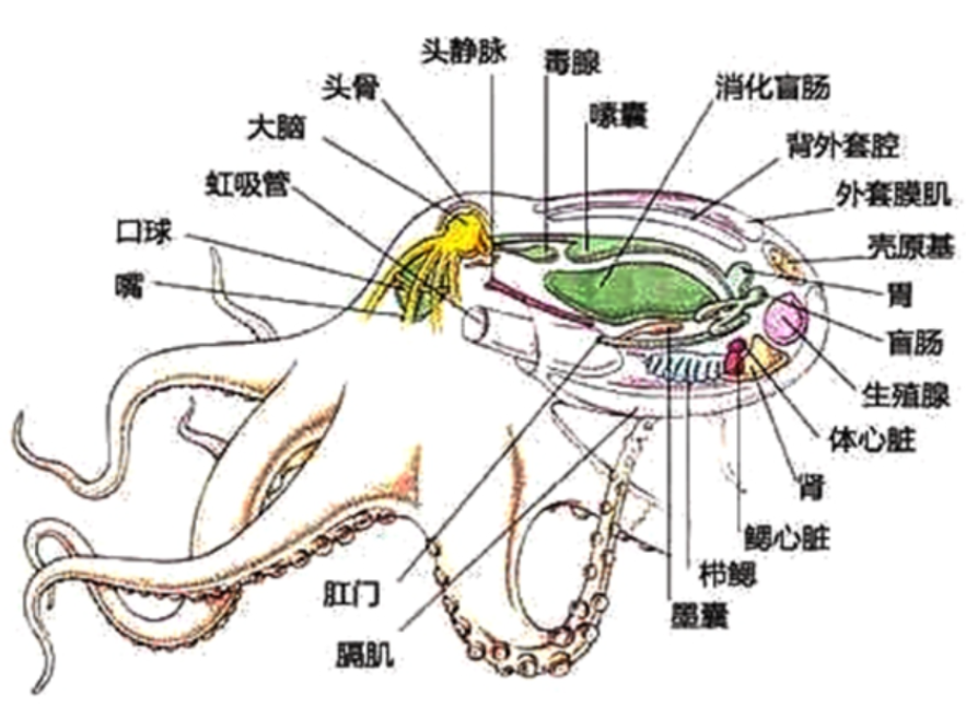 头足纲基本构造填图图片