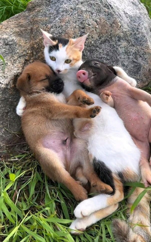 第一次非常直观的认识一个词:左拥右抱,也是第一次知道了什么叫猪朋狗