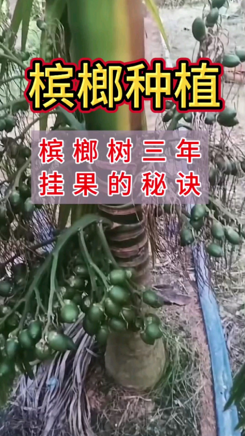 你相信吗?种植槟榔,三年真的能挂果.