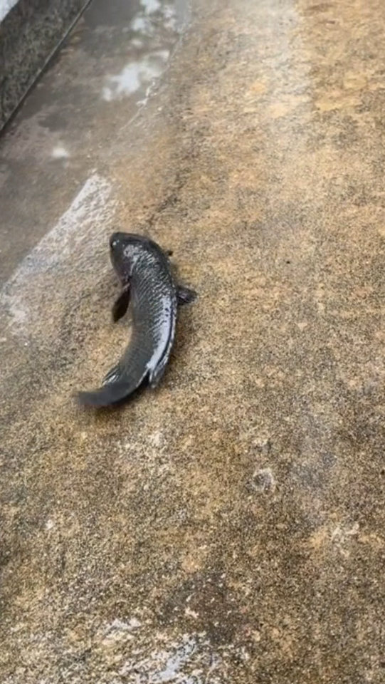 这是什么鱼?还会在路上散步