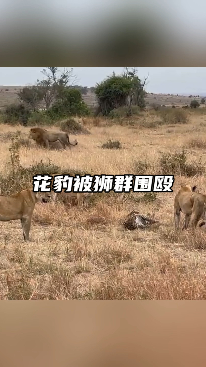 一群狮子包括两头雄狮在内抓住了花豹,花豹已经是危在旦夕