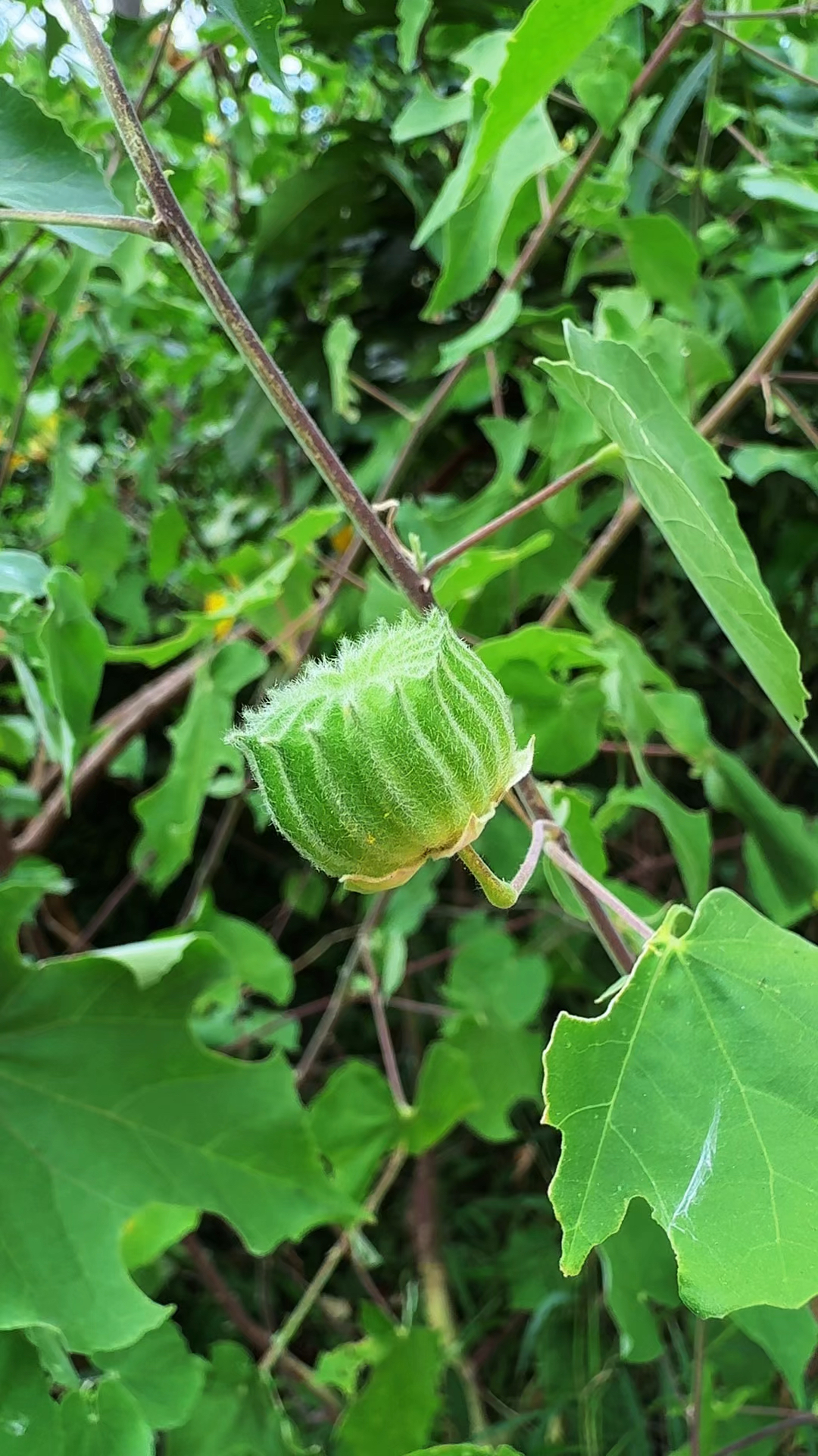 苘麻又叫磨盘草,村里人采收它的全草切断晾晒