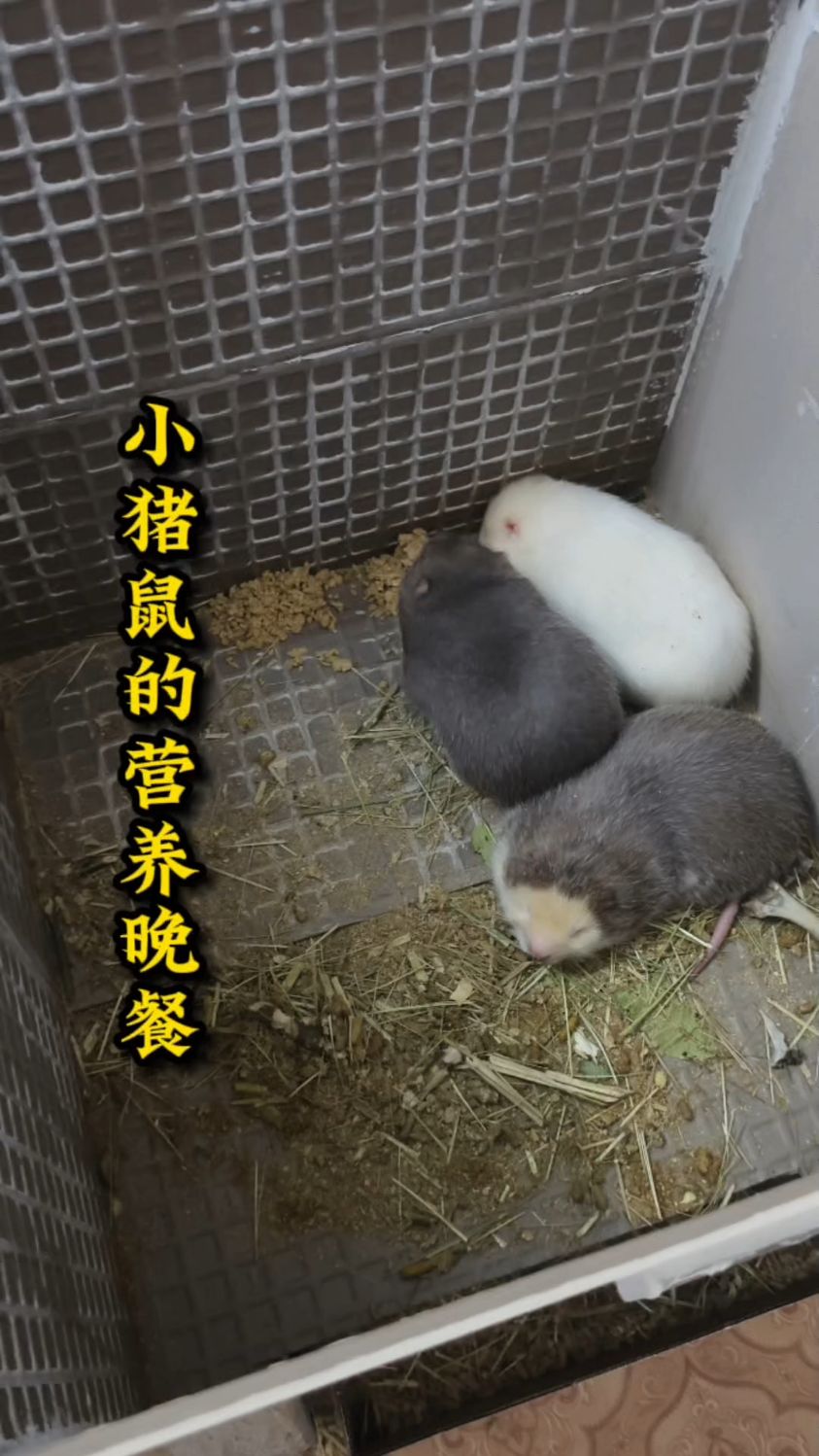 河南猪宠物鼠怎么养图片