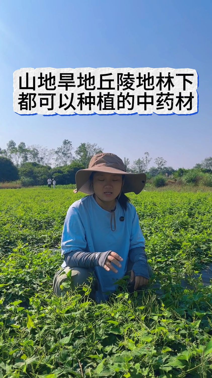 关于适合穷人没本钱的种植定边适合种什么药材的信息 关于适合穷人没本钱的种植定边适合种什么药材的信息