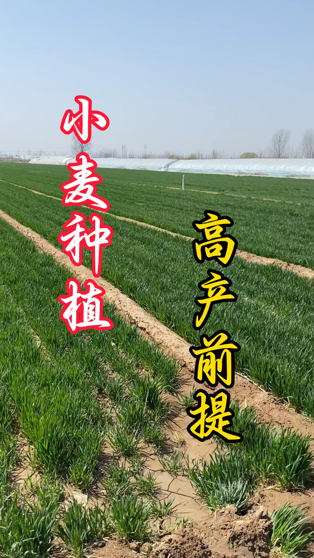 一亩地小麦种植成本(一亩地小麦种植成本多少钱)