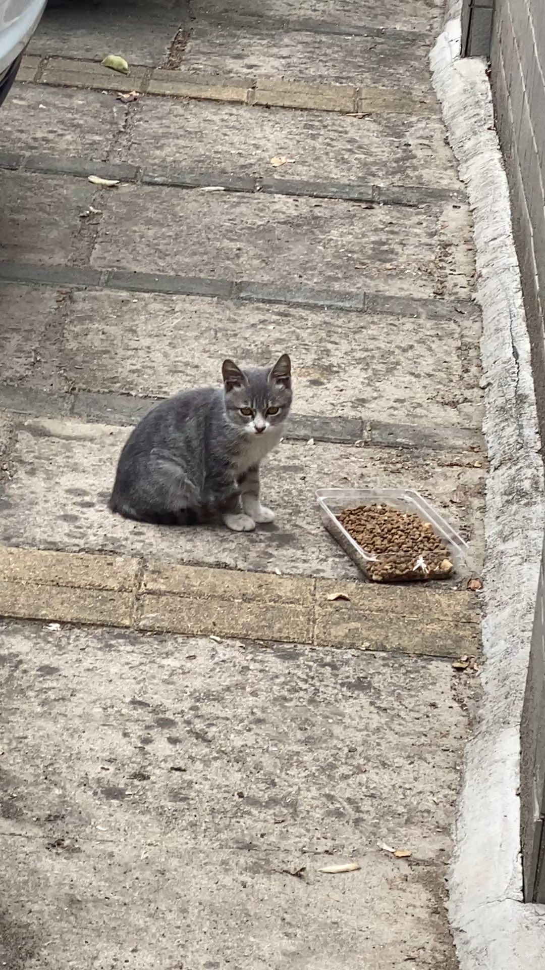 这么漂亮的小灰猫在流浪