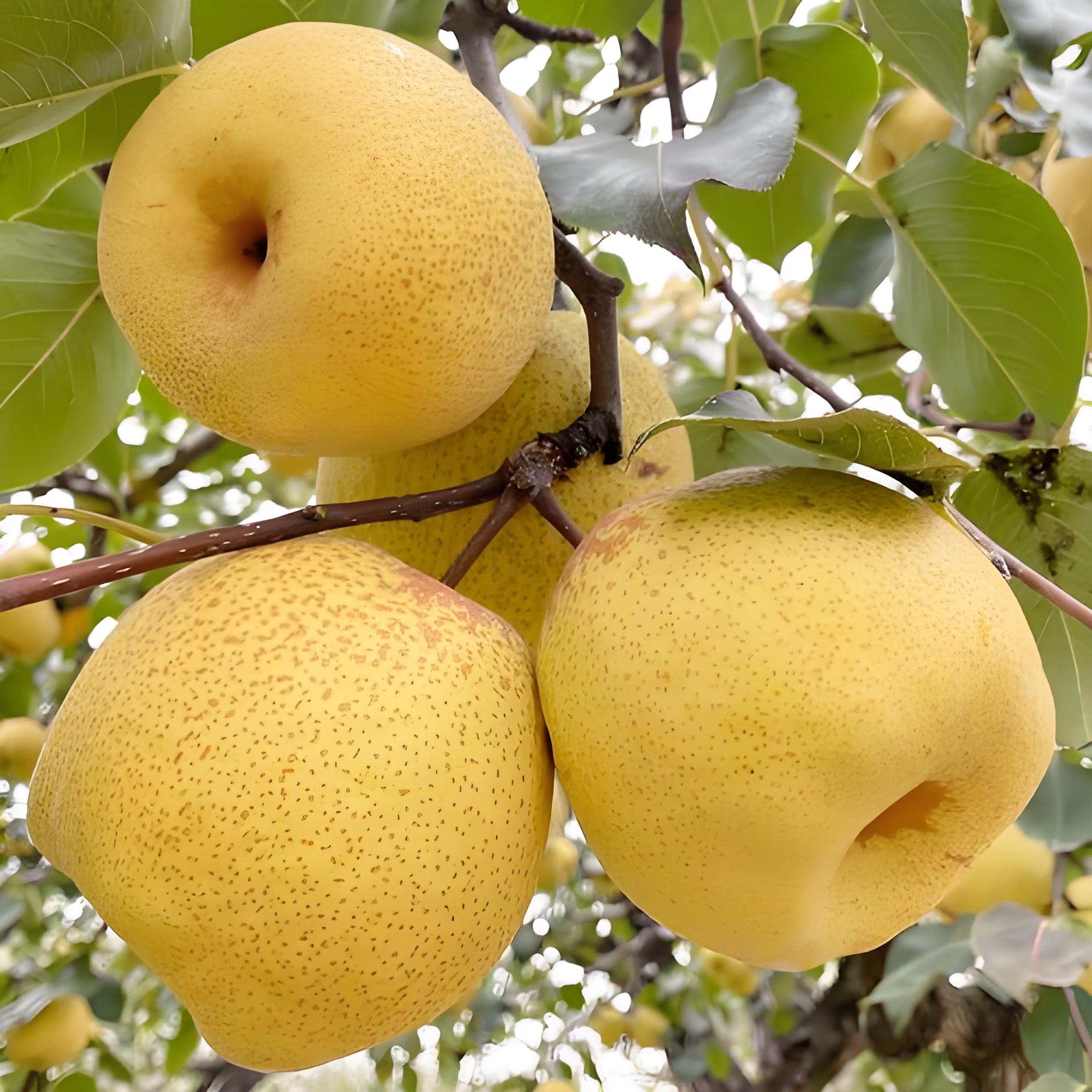 清甜多汁的营养佳品:梨