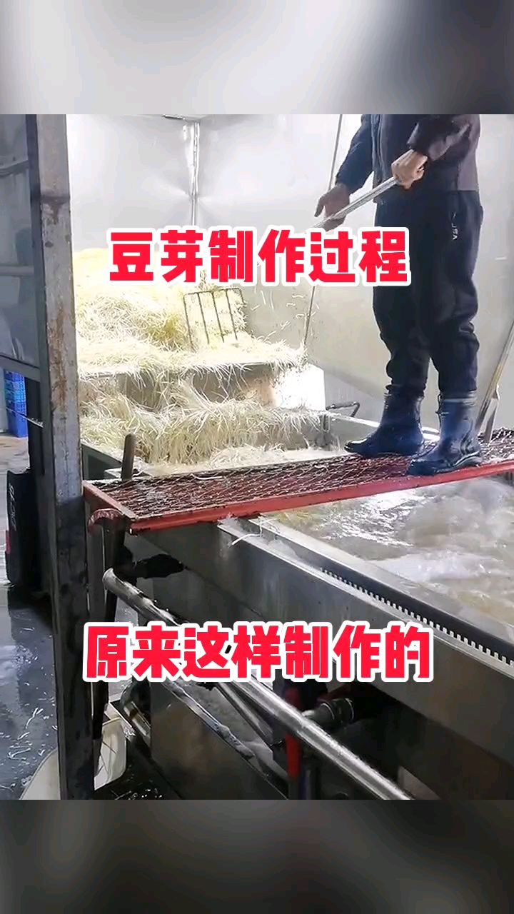 生豆芽简易新方法图片