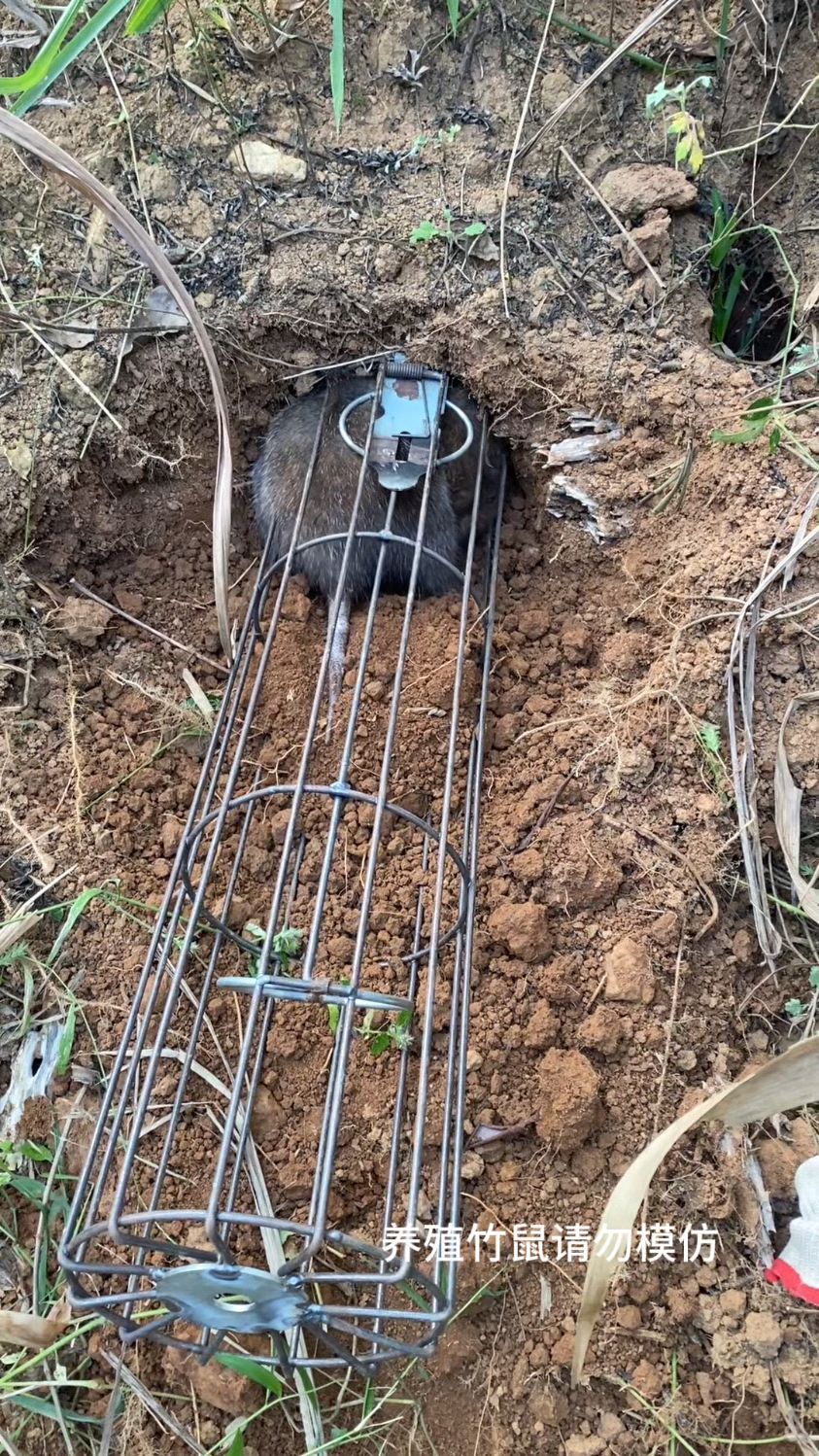这种老鼠神器,有谁不喜欢呢