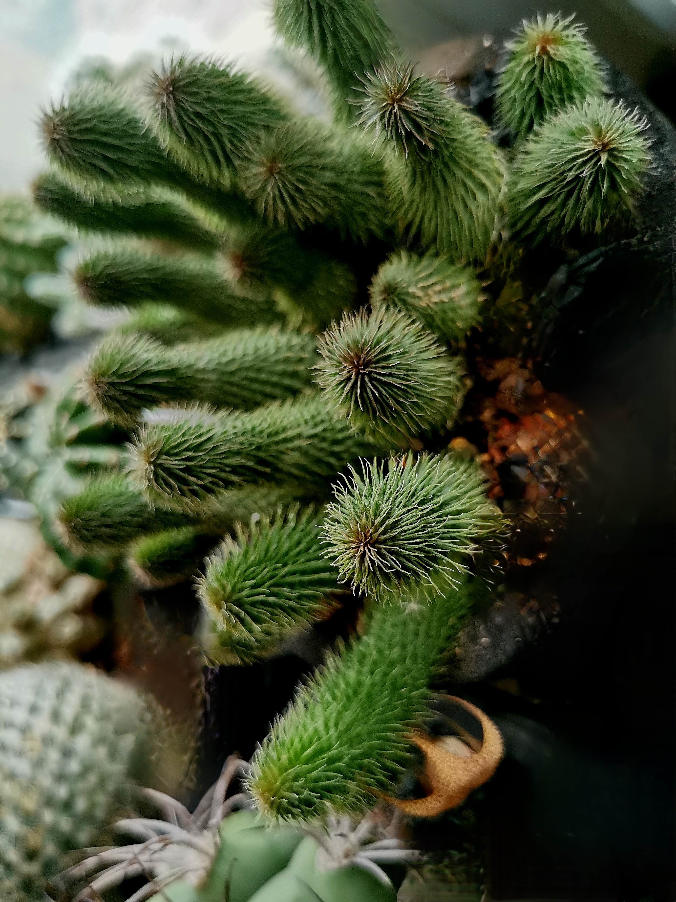 本人摄影:萝摩科多肉植物"阿修罗"开花,是肉质花瓣,花心略带臭味,产于