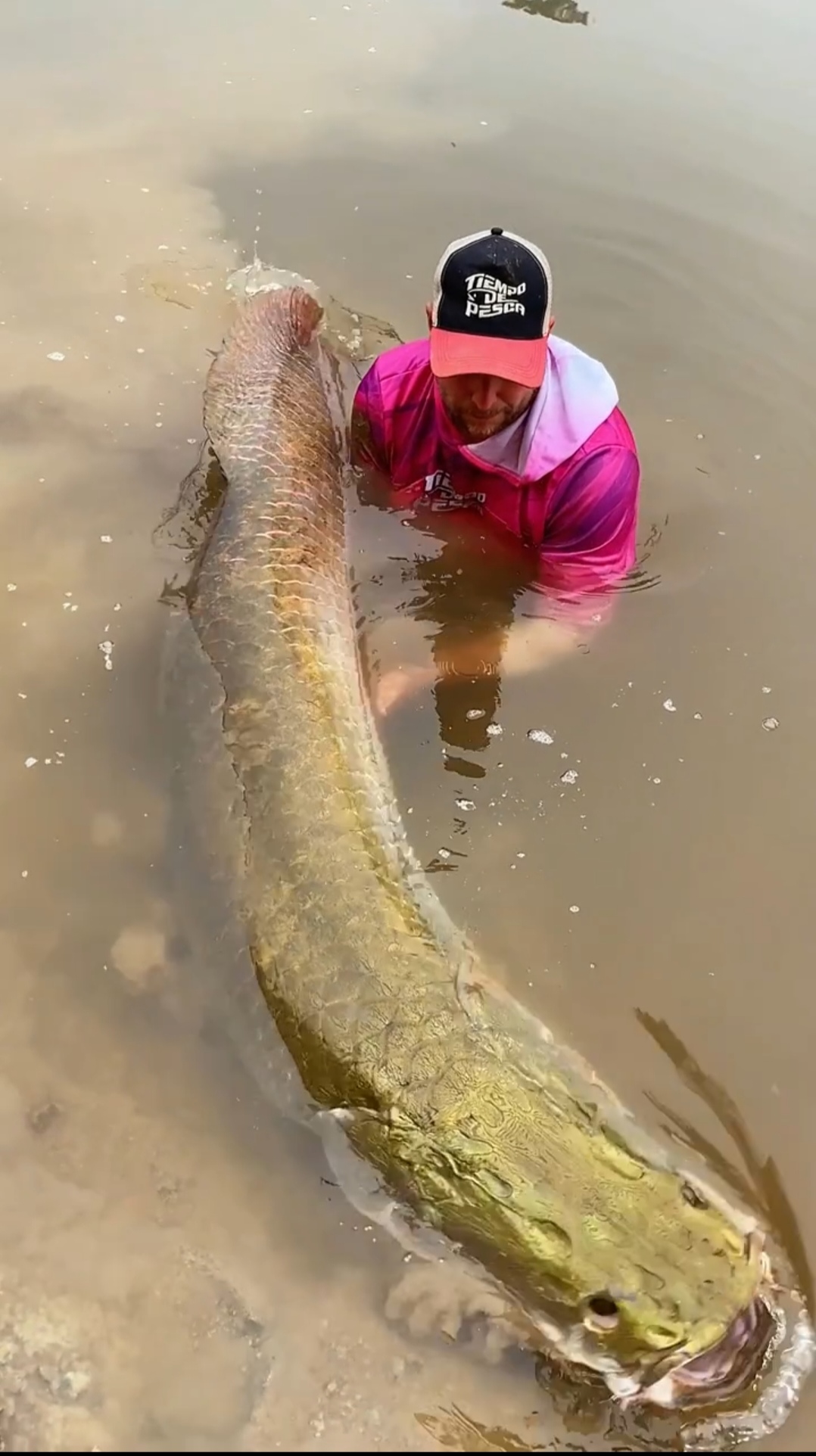 一位外国小哥在河里捕获了一条巨大的鱼,目测超两米了,大鱼已经没有