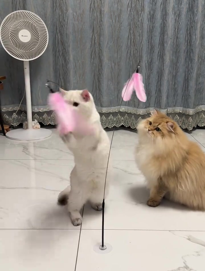 带底座的逗猫棒