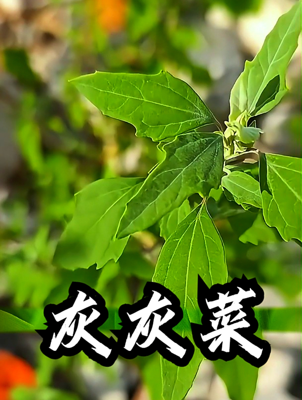 灰灰菜也叫野灰菜,拿它凉拌食用,可以缓解便秘