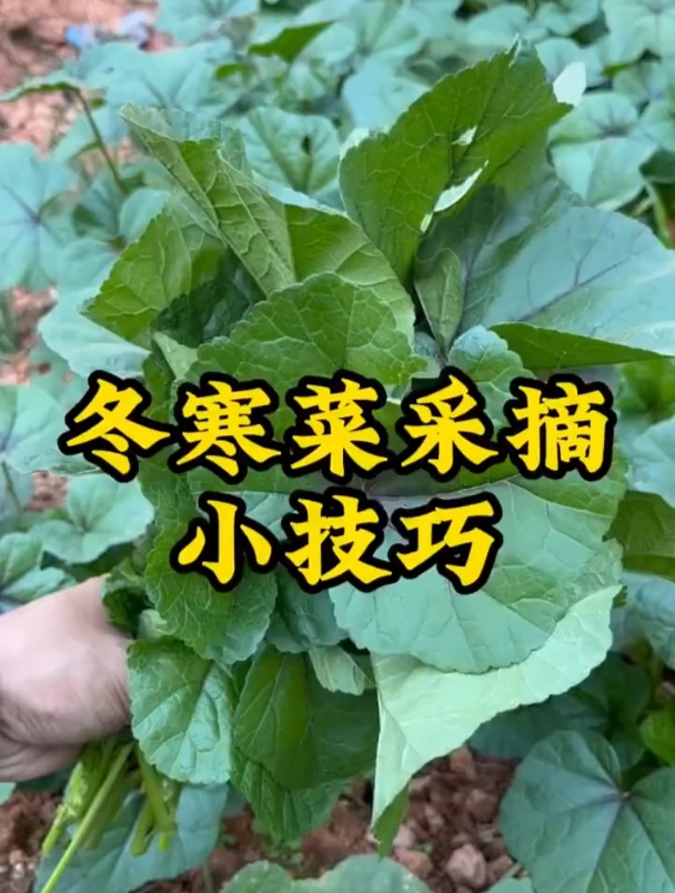 冬寒菜又叫什么图片