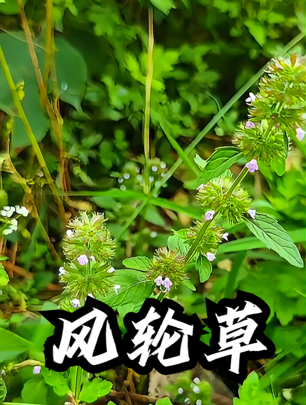 百草追风王草药图片图片