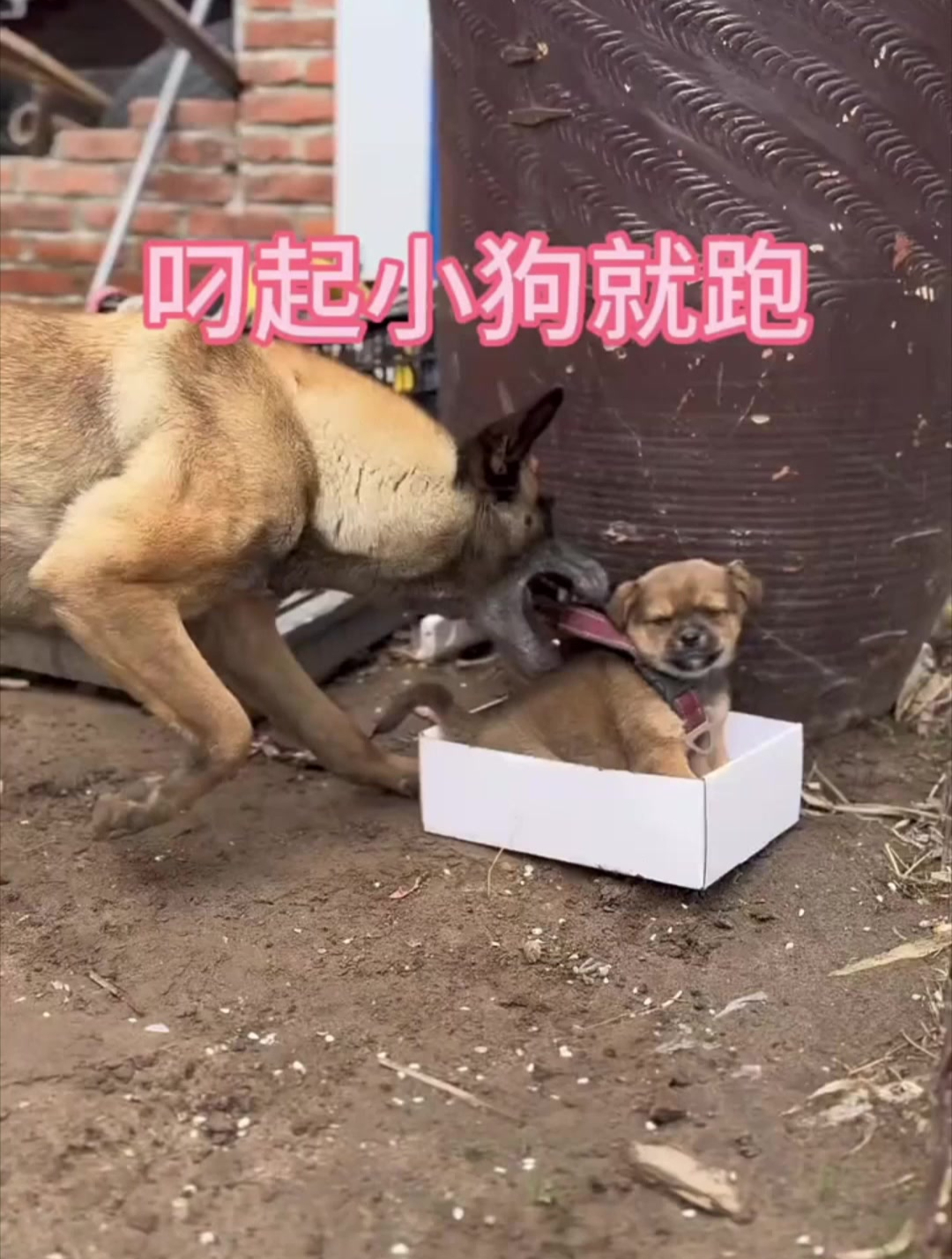 狗妈妈救小狗的一幕