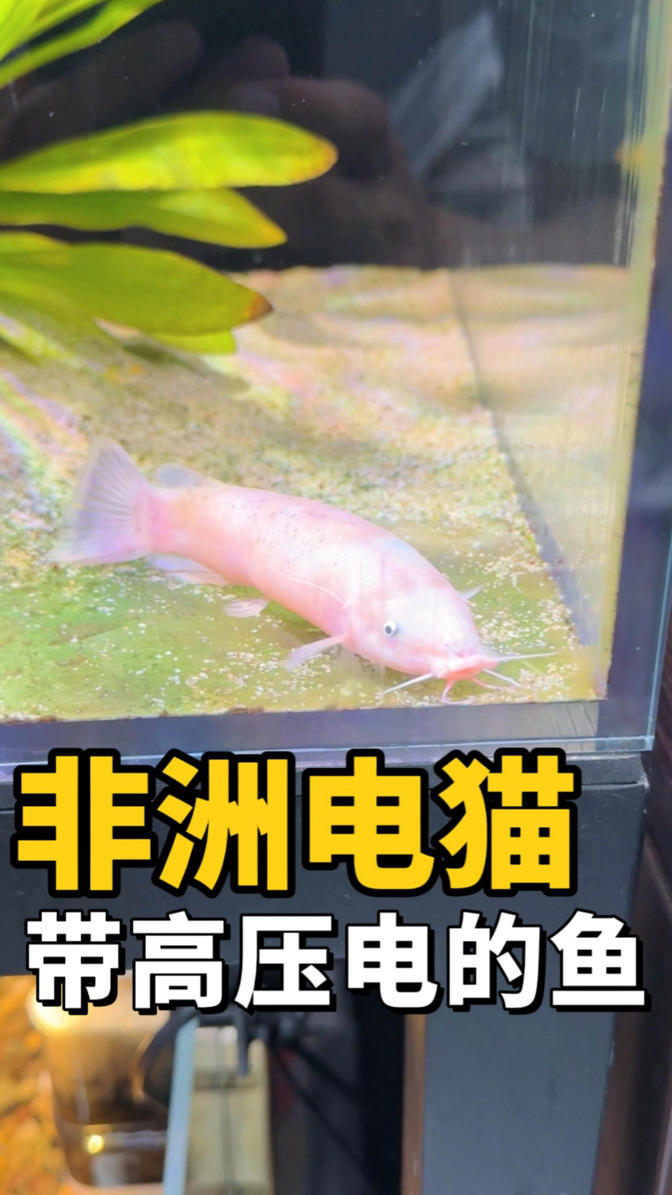 又是一条会放电的鱼,看看能否跟电鳗混养成功?