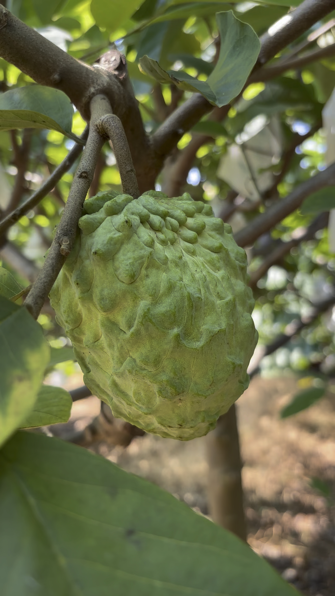 释迦果 #助力三农 #自家果园