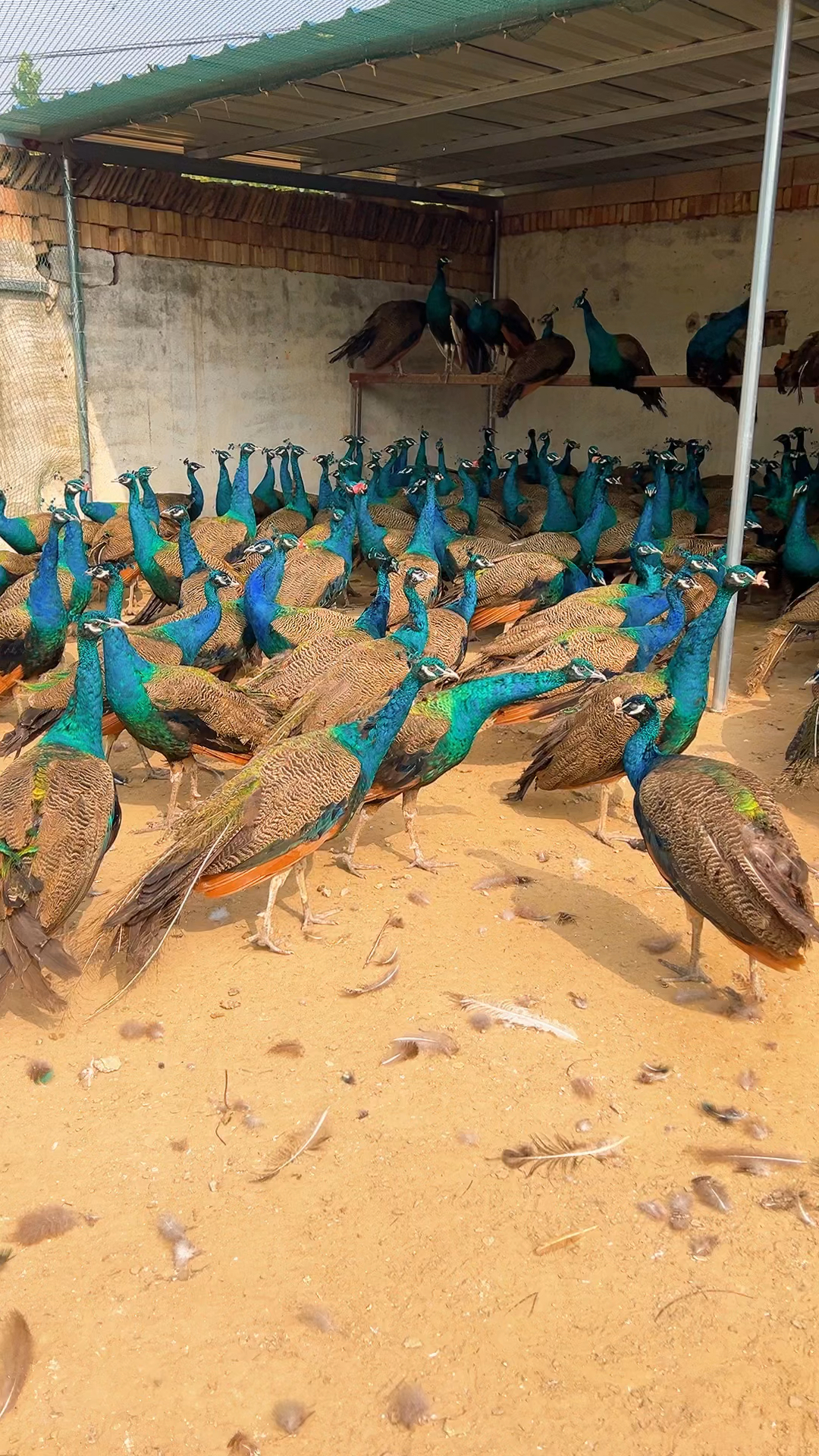 蓝孔雀大型规格都有,疫苗防疫齐全,回家就可以放心养殖