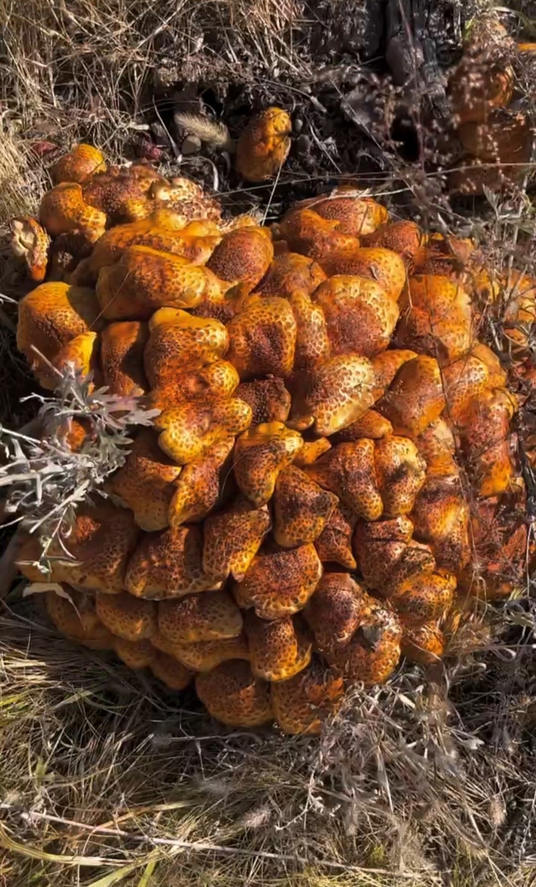 草丛里转转还是有好处的,发现了像面包一样的蘑菇,这回有菜吃了,半月