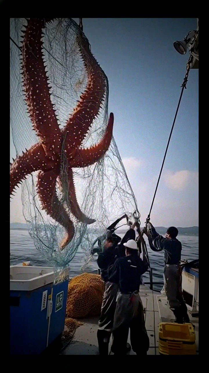 你们见过这么大的海星吗