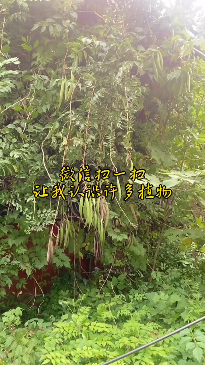 微信扫一扫功能让我认识了许多植物,知识随处可学