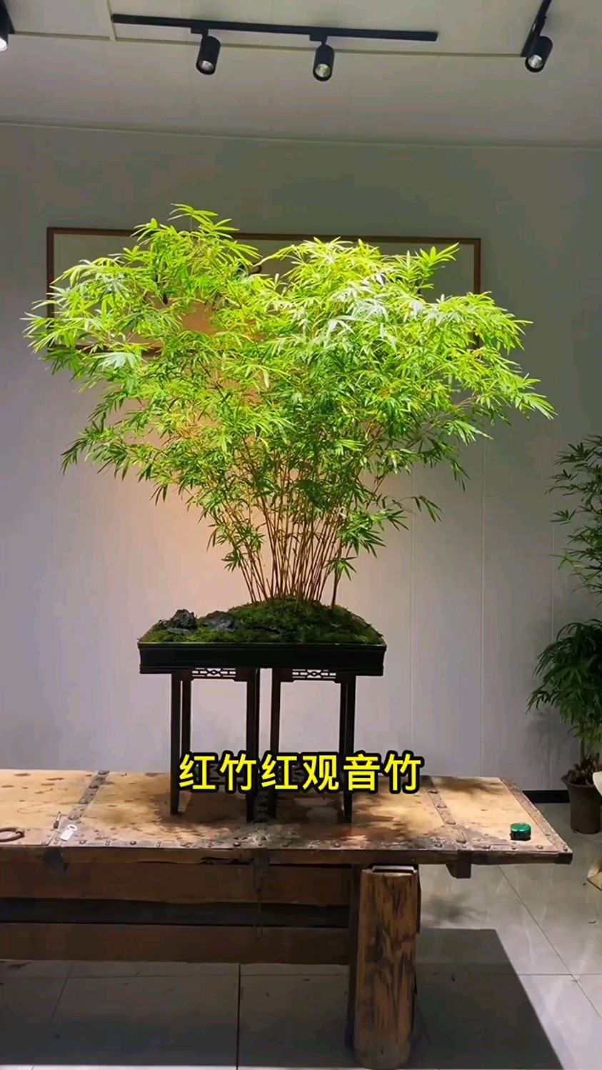 红观音竹,又叫红运竹