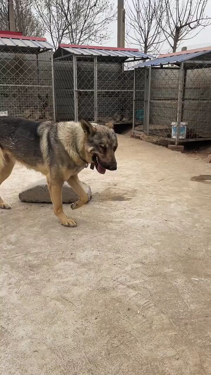 黑背狼青图片