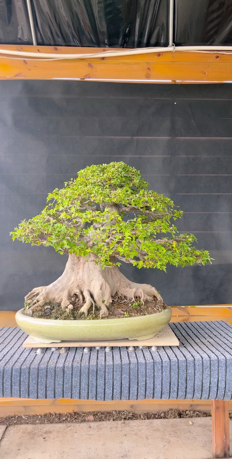 精品大怪桩唐枫盆景