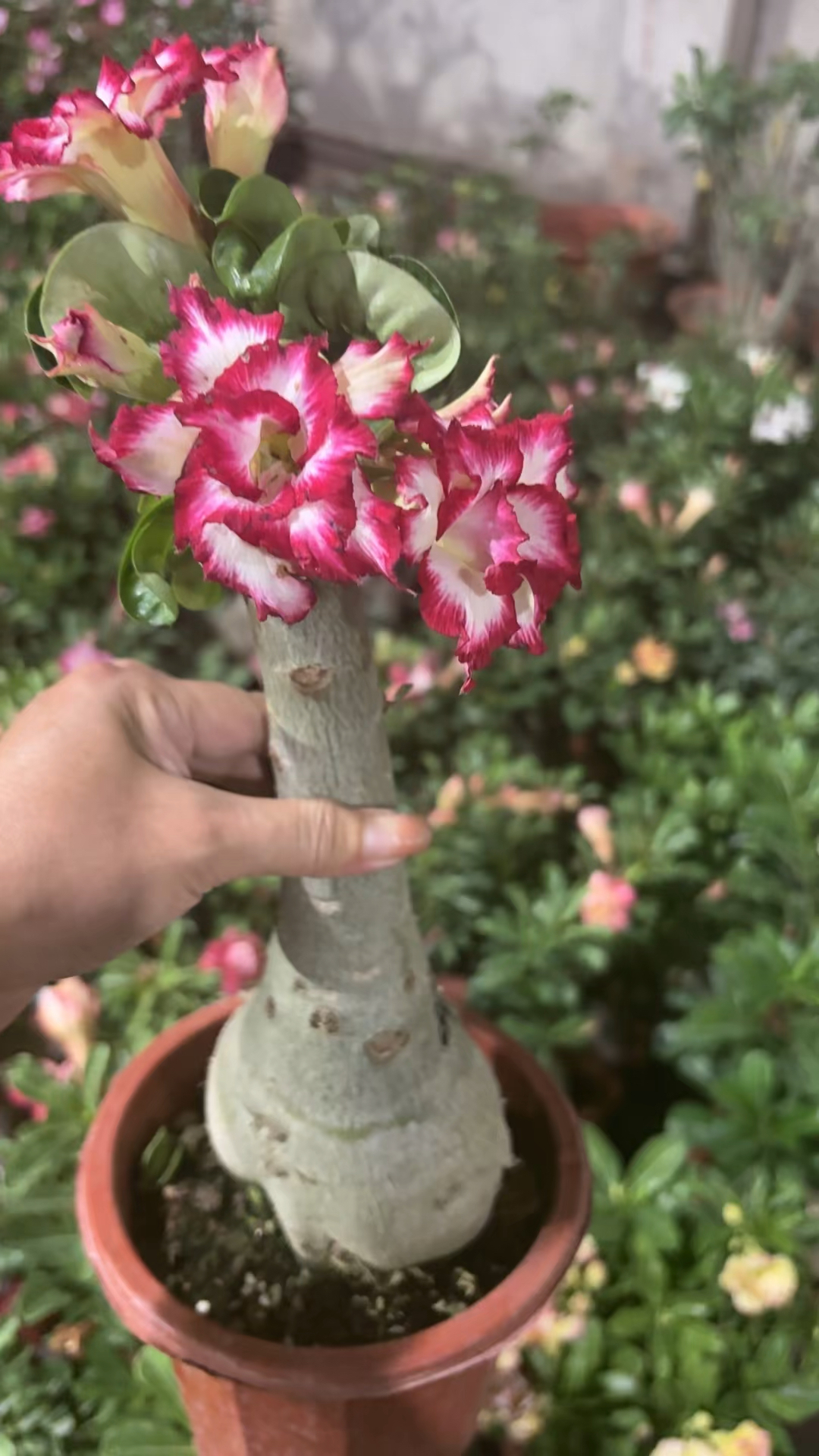 嫁接重瓣羊角!沙漠玫瑰花!