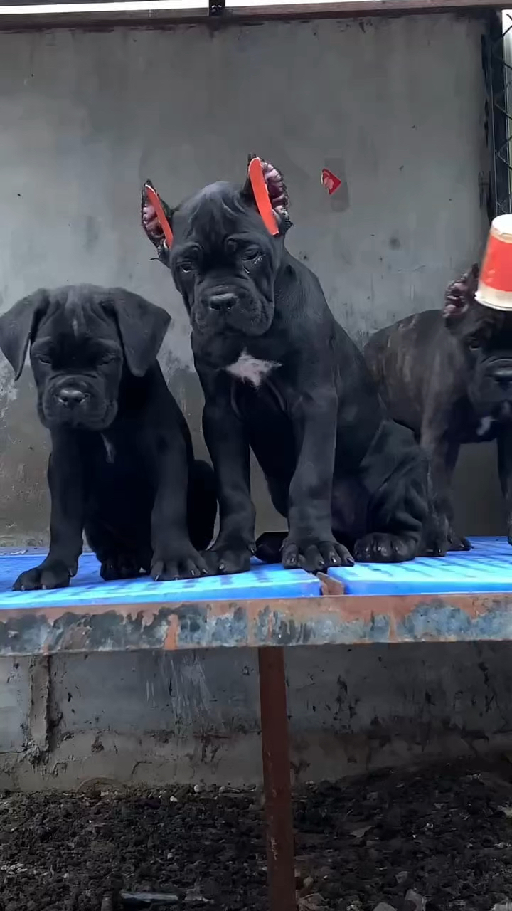 裁耳后的卡斯罗就是漂亮