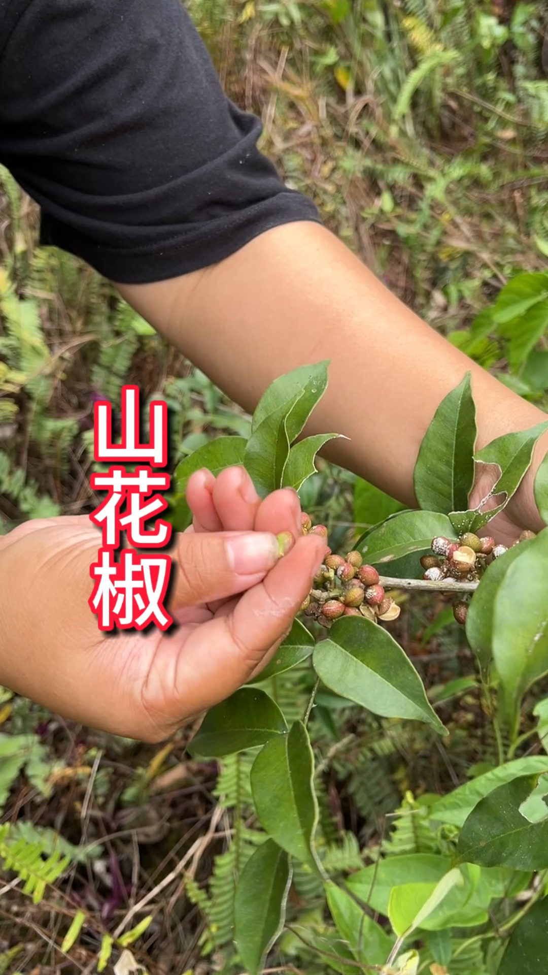 农村生活 一日一植物 山花椒