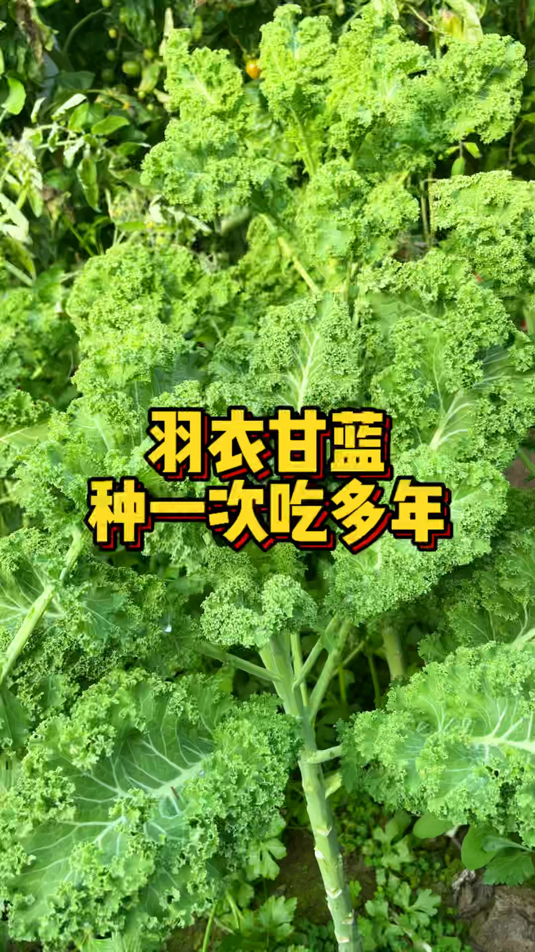 羽衣甘蓝苗,营养丰富,种植简单