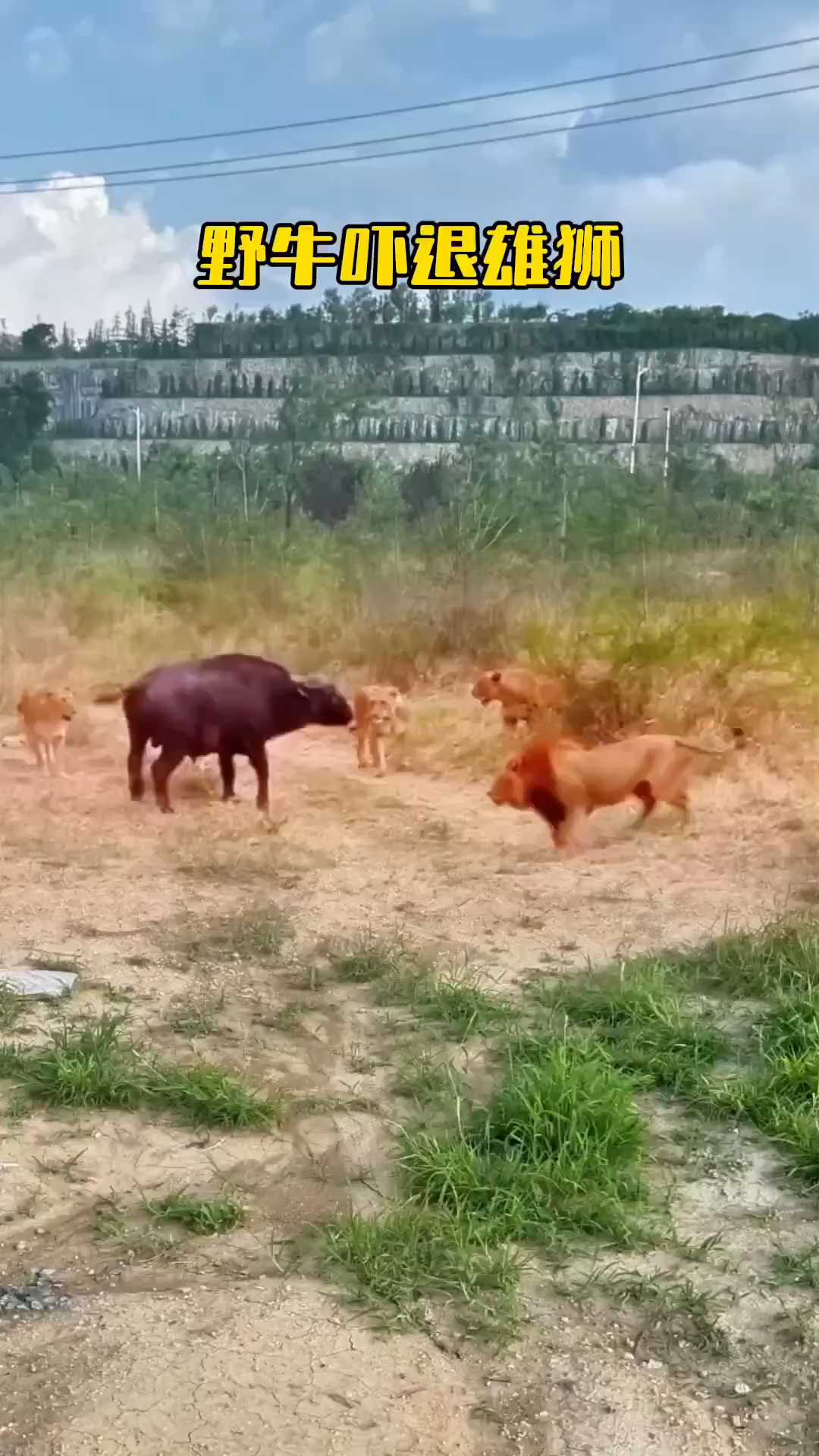 野牛图片雄狮图片