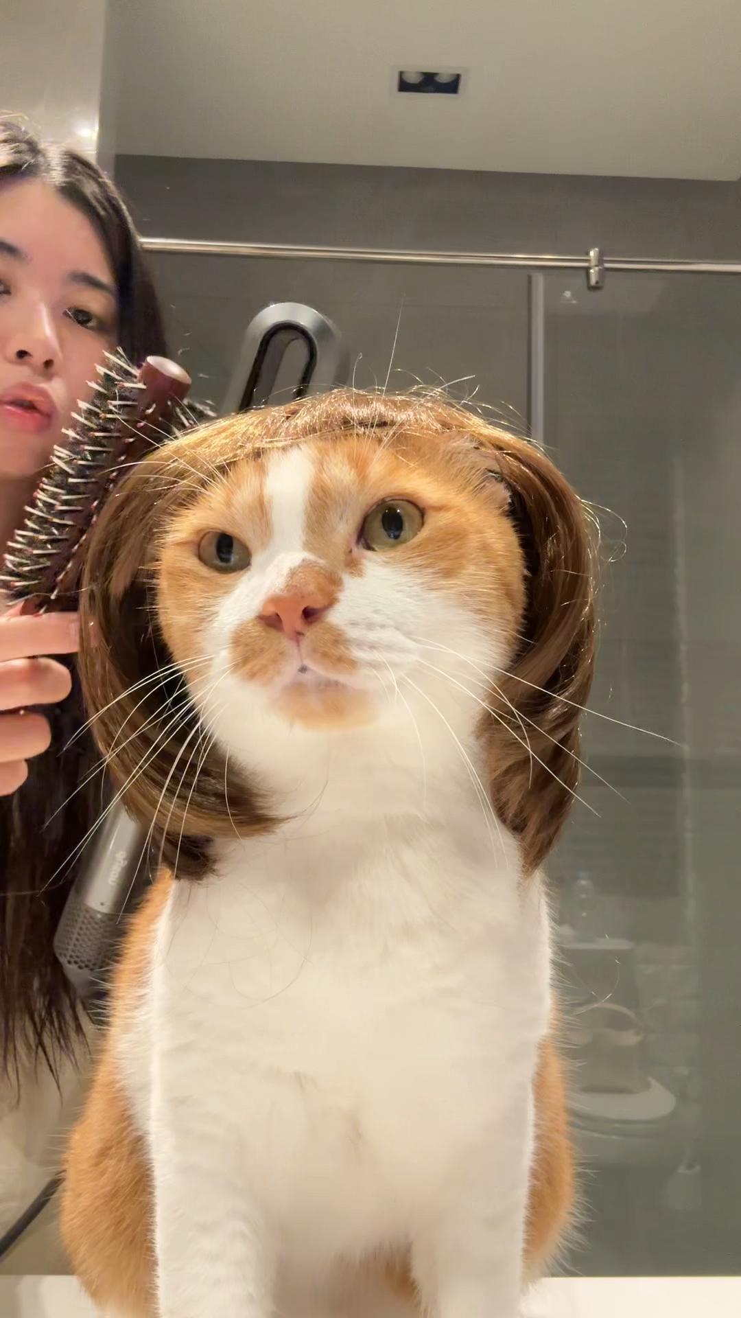 猫咪的新发型是美是丑你来评!