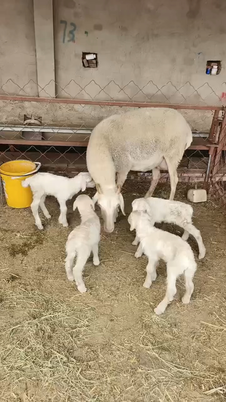 小尾寒羊二胎母羊喜得四胞胎