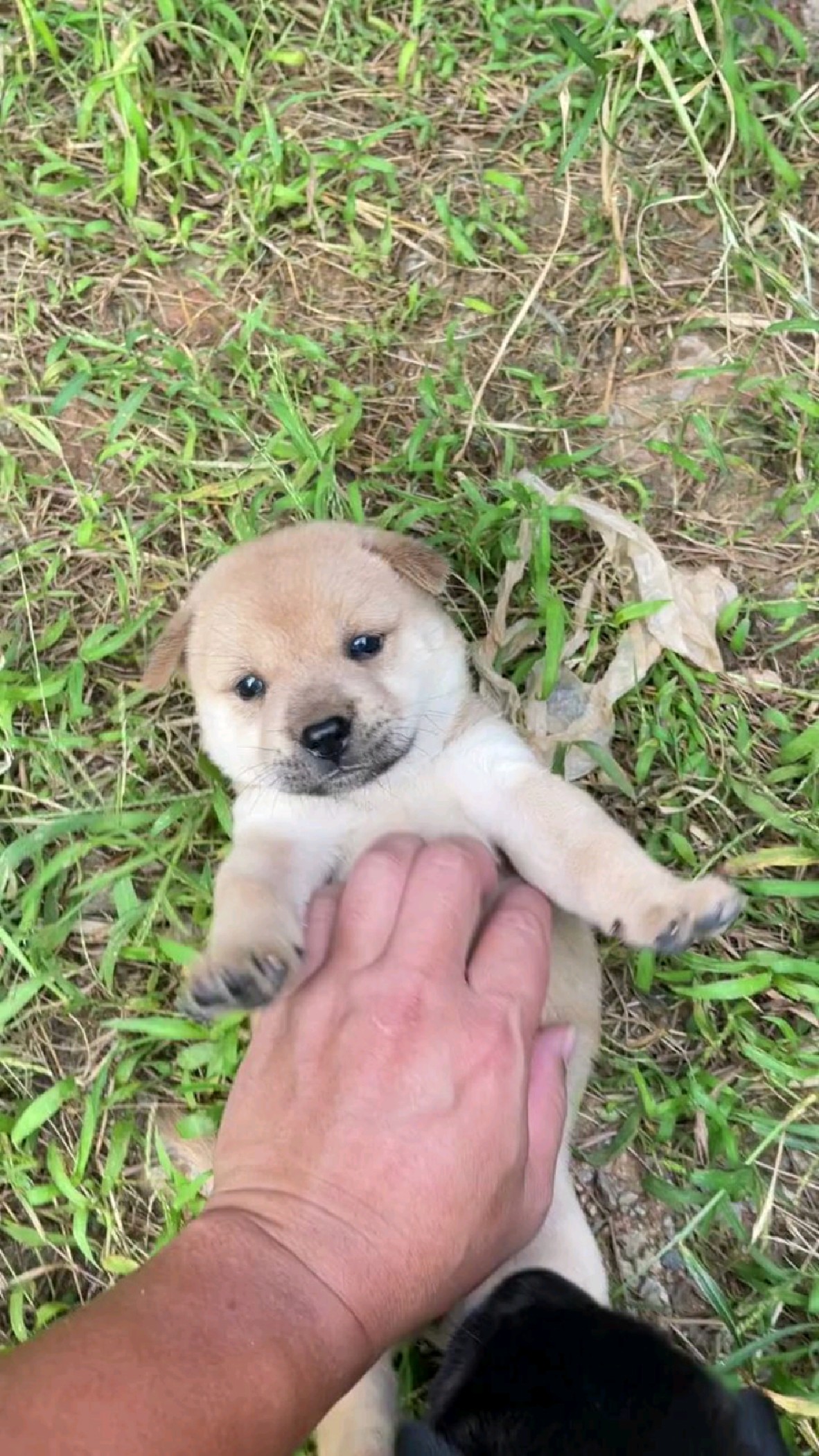 小奶狗 超可爱哒!