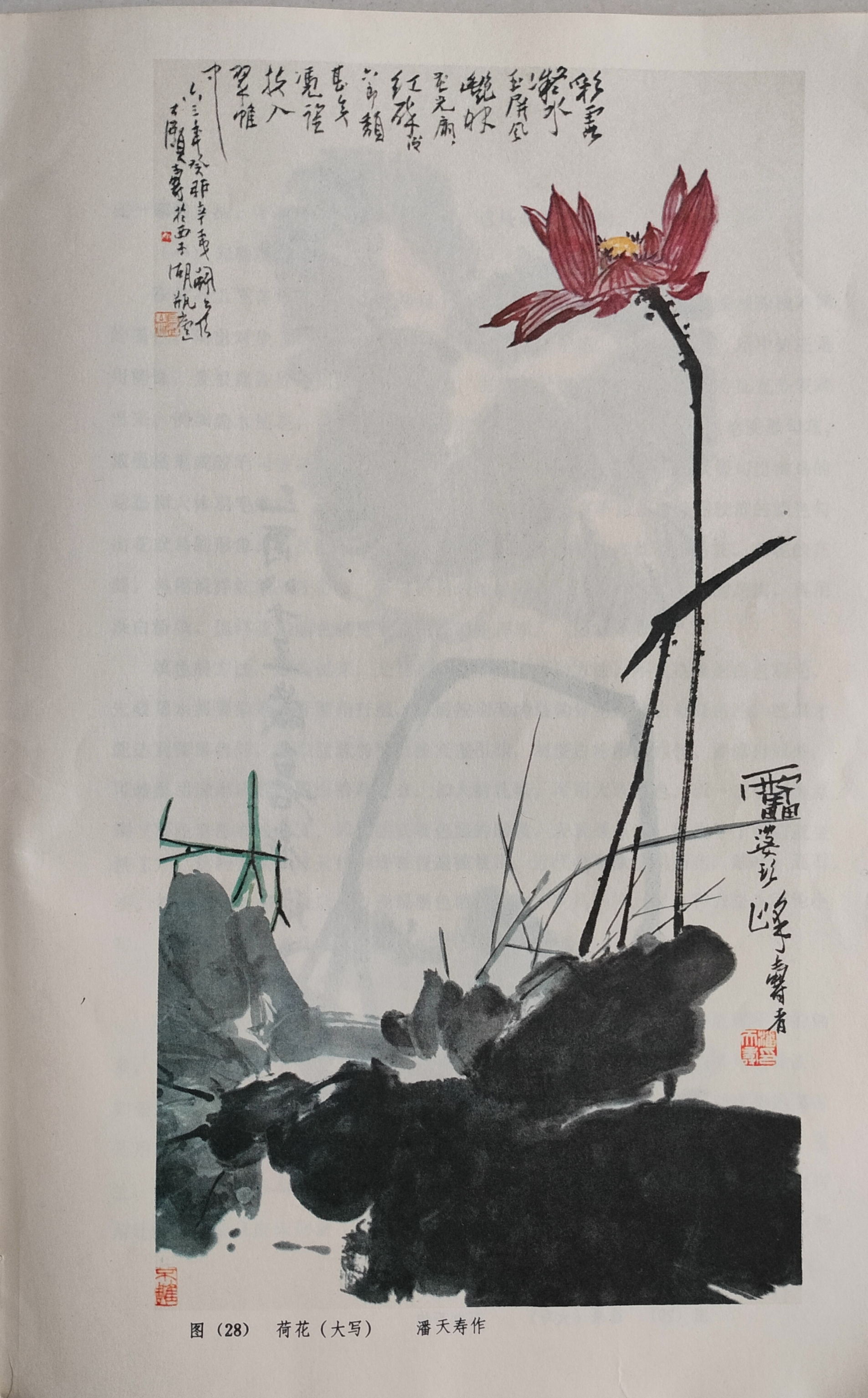潘天寿绘画作品《荷花》
