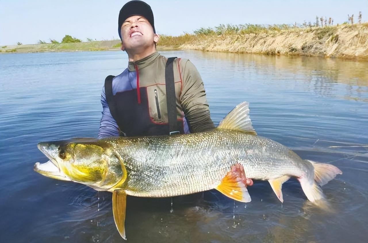 长江鳡鱼泛滥成灾,十几斤大草鱼躲进浅滩逃命,应该让路亚佬出手