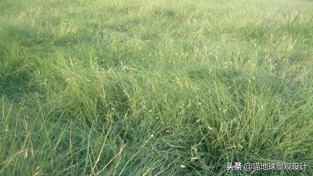 别墅院子种什么品种草坪好