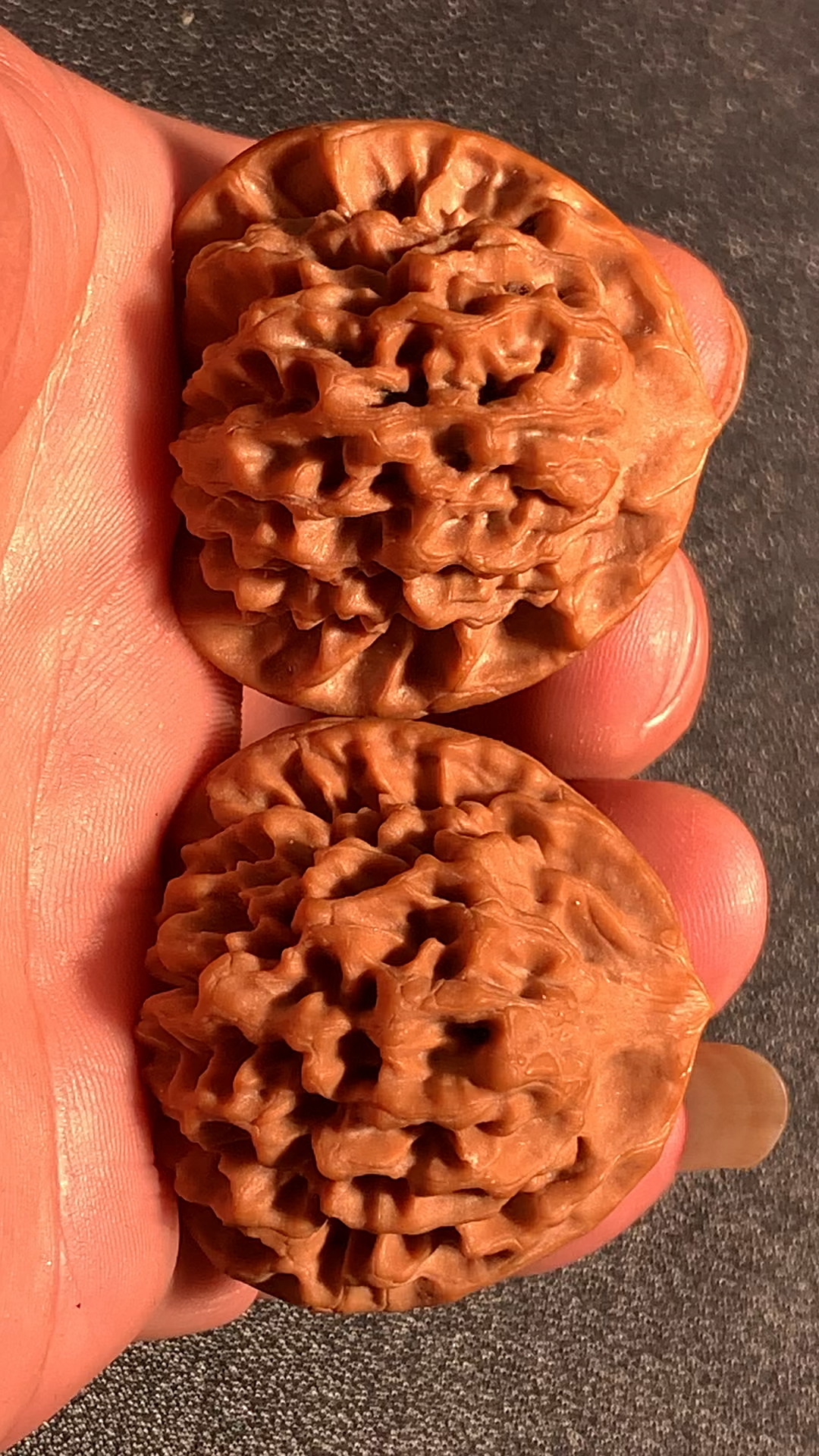 秦岭闷尖狮子头,珊瑚纹份量重