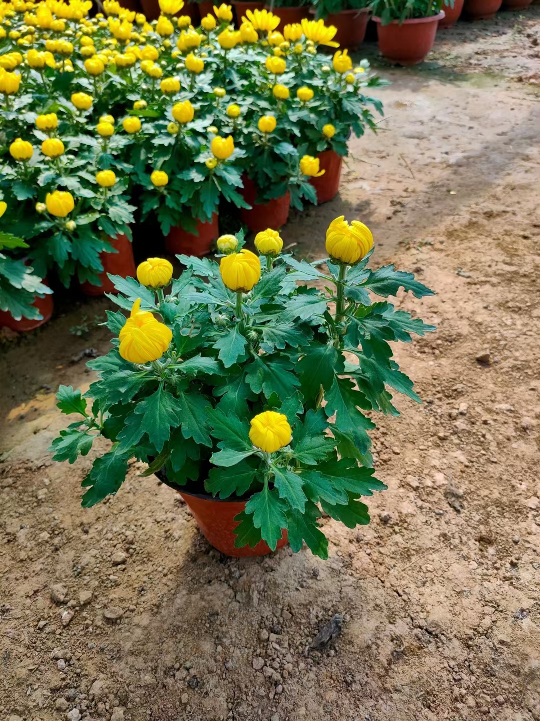 菊花种类繁多形态各异
