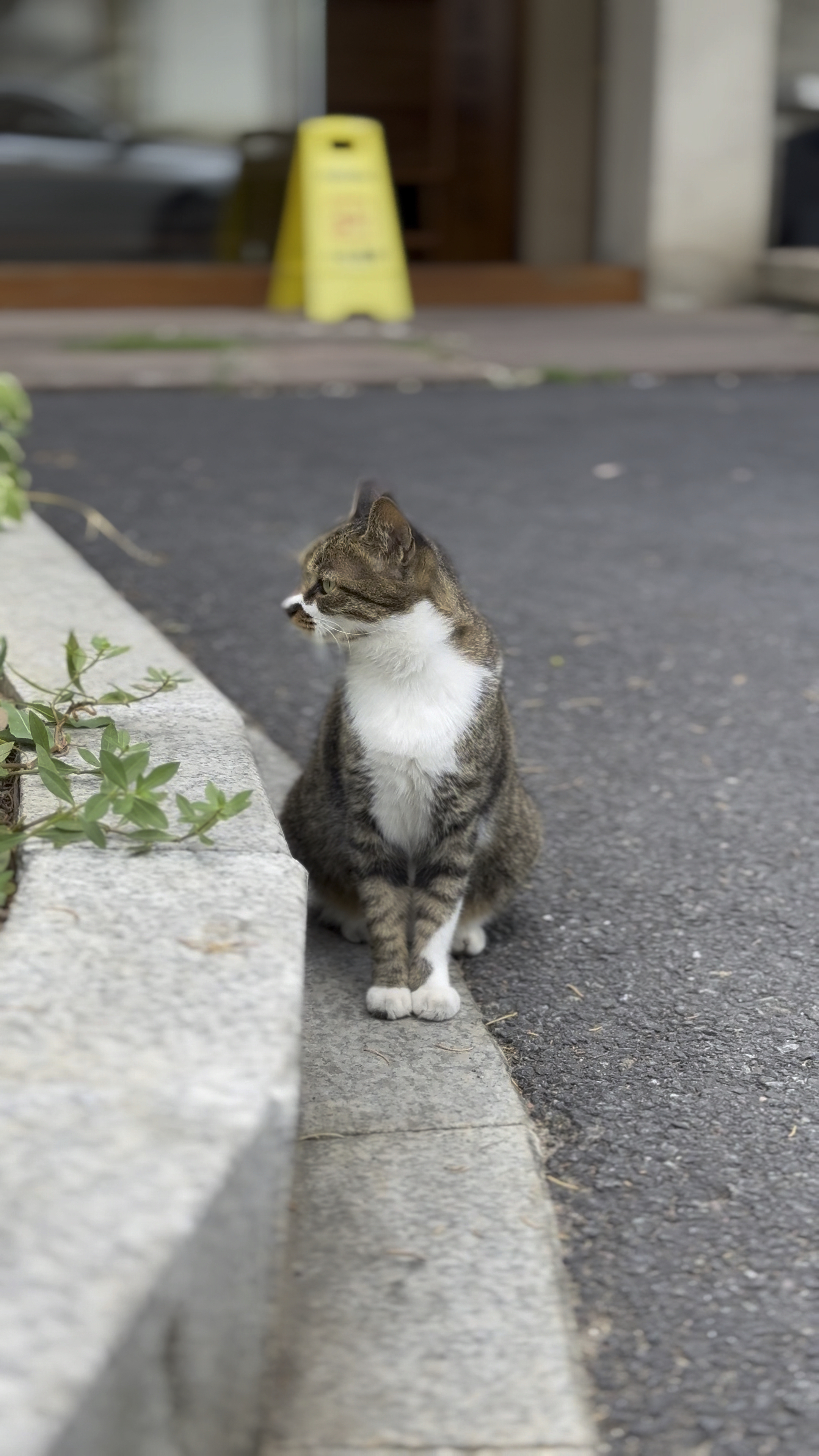 店里养的猫果然是见过世面的,一点都不怕人
