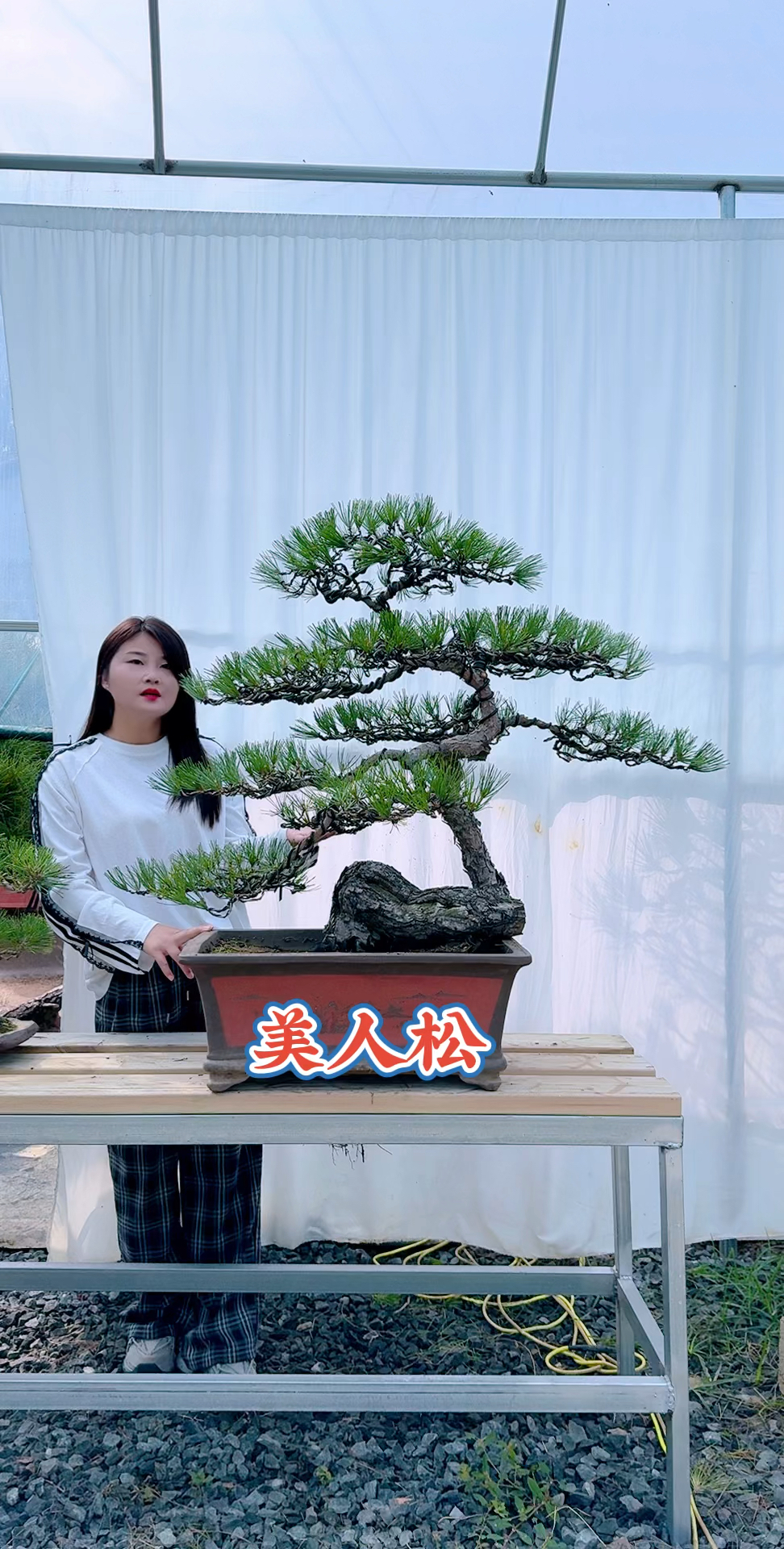 美人松盆景庭院景观盆景艺术