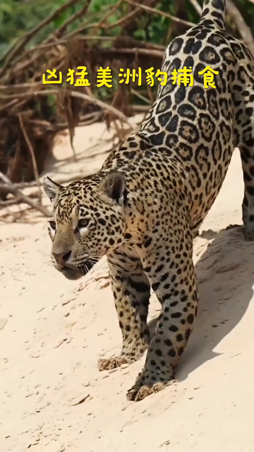 世界第三大猫科动物——美洲豹,捕食!