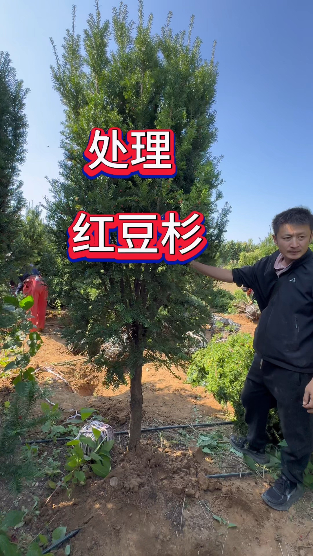 山东省红豆杉树价格一落千丈,简直跌成了柴火价,真是捡漏好时候